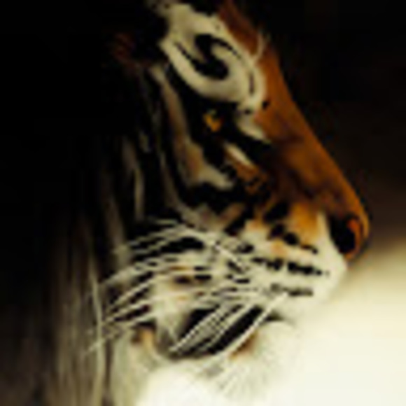 Meet your Posher, Bradley - Picture 1 of 1